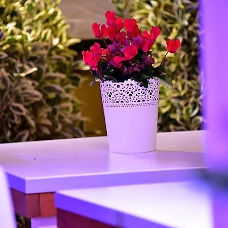 فندق مبيت وإفطار Casa Martini