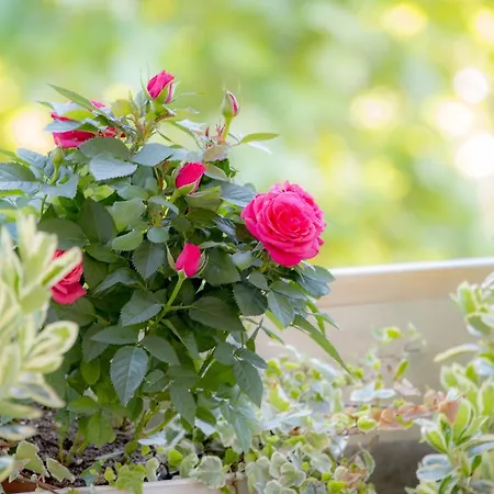 Casa Martini 4* Roma