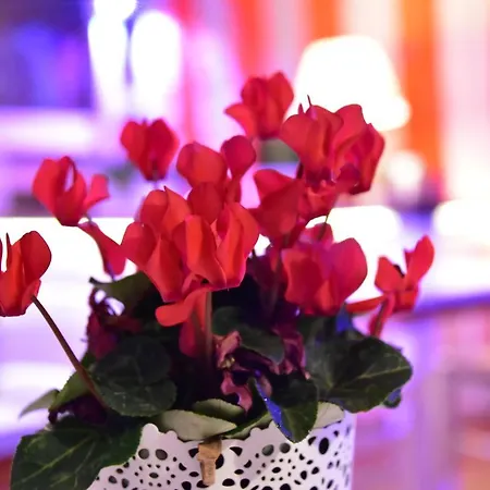 Oda ve Kahvaltı Casa Martini