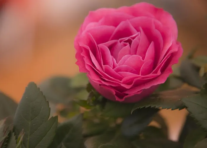 住宿加早餐酒店 卡萨马蒂尼家庭式公寓 4*